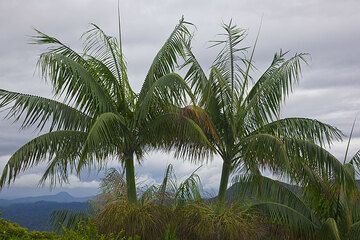 Palmen (Photo: Tom Pfeiffer)