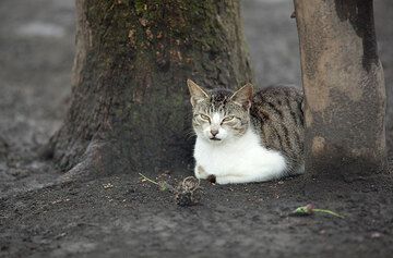 Eine hübsche Katze in Lalinda (Ambrym) (Photo: Tom Pfeiffer)
