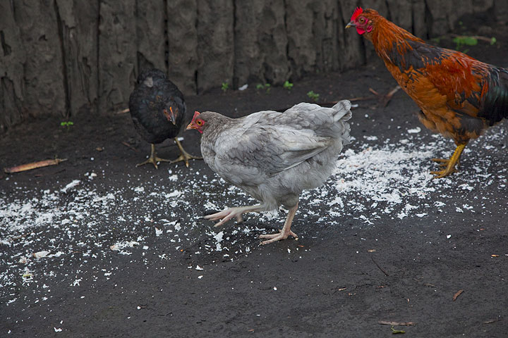 Chicken eating coconut (Photo: Tom Pfeiffer)