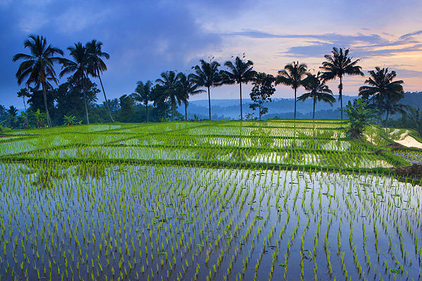 Rice fields in East Java