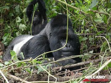 A Virunga silver-back tries to relax whilst one of the young mountain gorillas is playing on his back (image: Ingrid Smet)