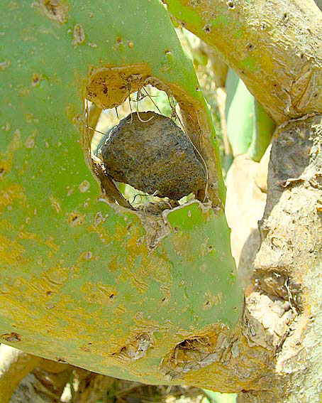 Basaltic bullet that went through a cactus leave