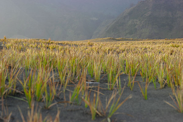 Grass on the flat caldera floor