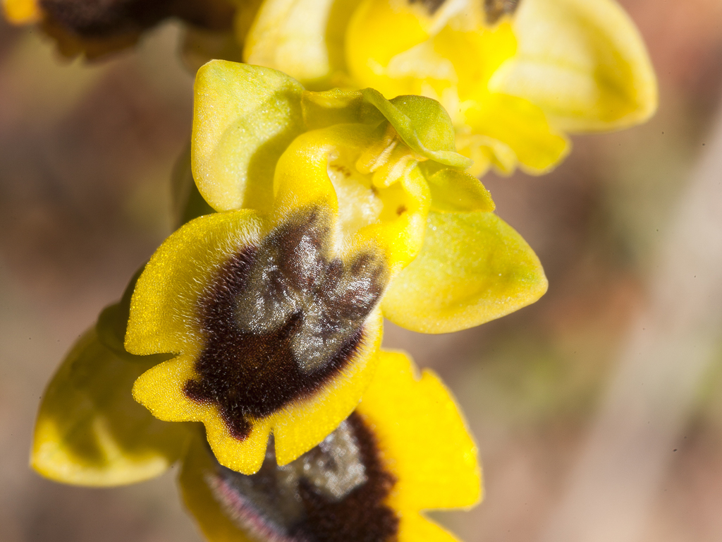 Orchidee (Santorin/GR)