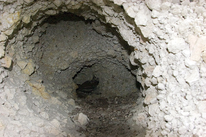 View inside the hole, were the continuation of the original branch is still visible (now recovered and destined for the museum in Perissa)