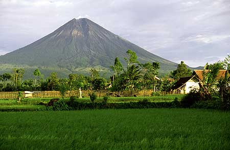 Semeru volcano and rice fields (1)