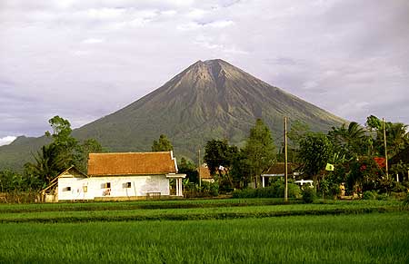 Semeru volcano and rice fields (2)