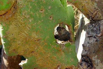 Basaltic bullet in 3-year old leaf of cactus