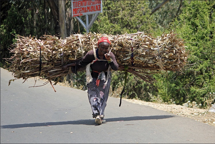 Ethiopian lady carrying a bustle of twigs up on Entoto Hill near Addis Ababa (Jay Ramji - February 2016)