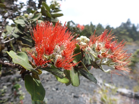 O´hia lehua is a pioneer species on new lava and the dominant tree in most mature Hawaiian forests