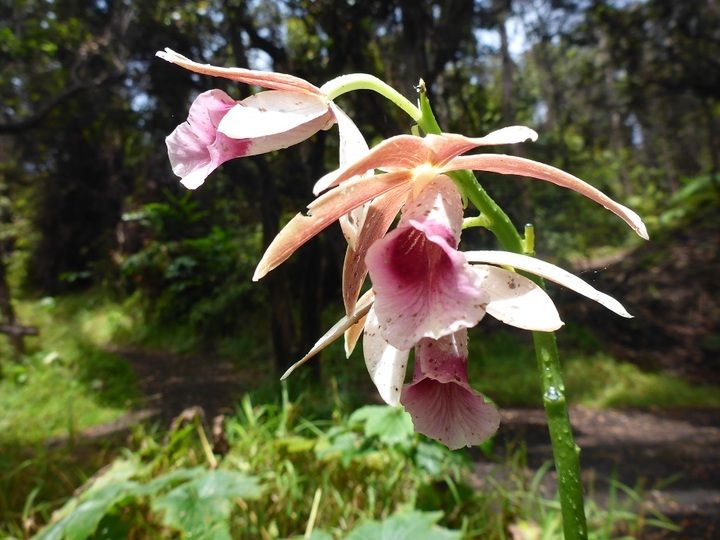 Rare wild orchids