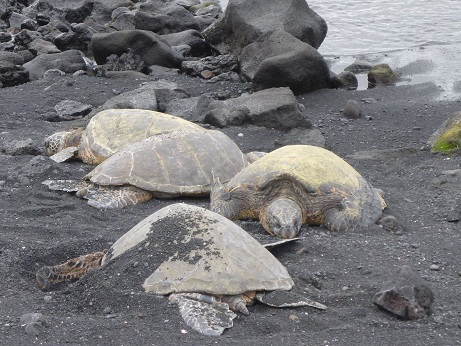 Green sea turtles relaxing on the black sand beach