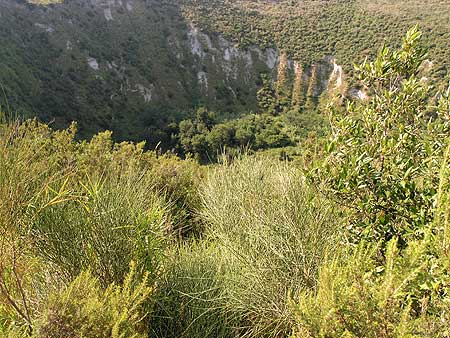 View into the Monte Nuovo crater (Campi Flegreii)