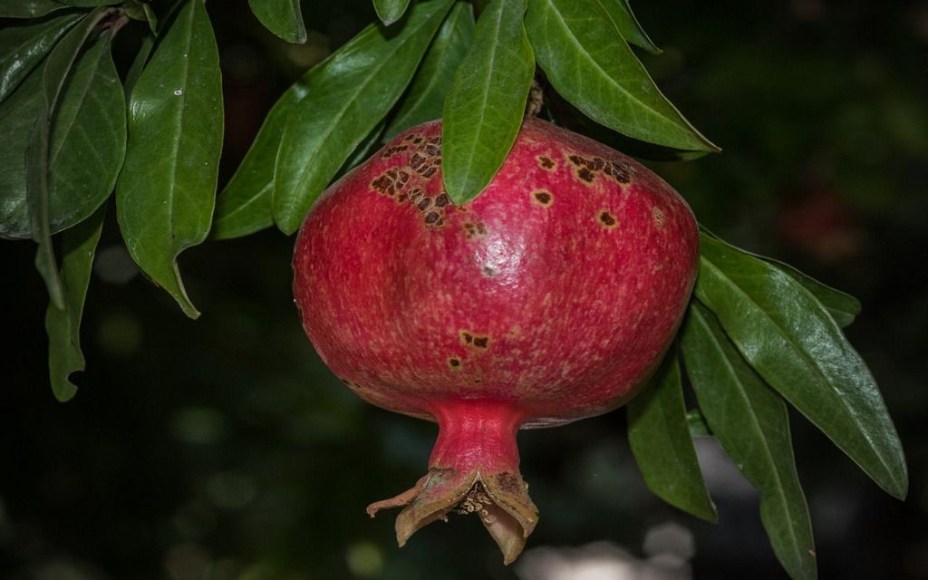 Pomegranate is the symbol of Armenia