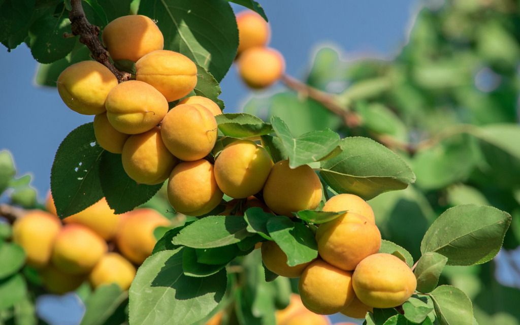 Tasteful Armenian apricots