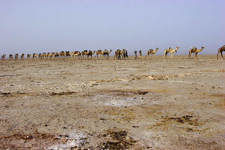 Salzkaravanen in der Nähe von Ahmed Ela