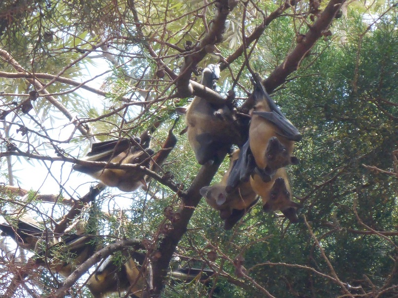 During certain parts of the year, thousands of fruit bats reside in Kigali where they can be seen doing their daytime napping hanging down from the trees