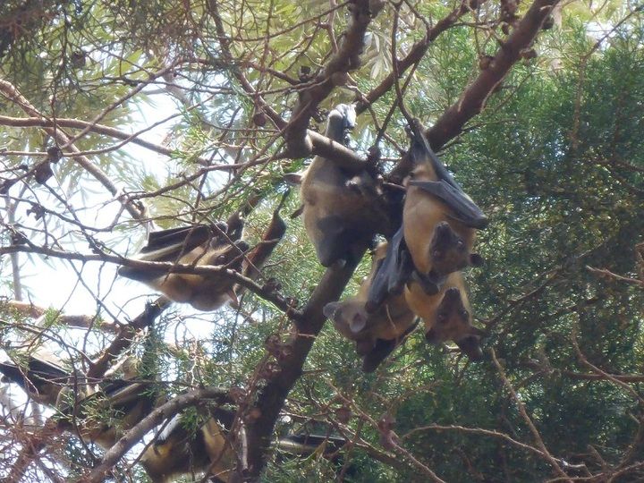 During certain parts of the year, thousands of fruit bats reside in Kigali where they can be seen doing their daytime napping hanging down from the trees