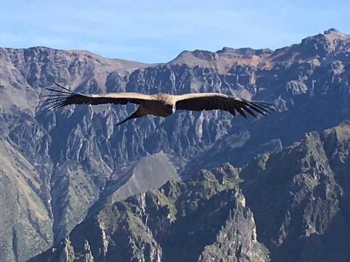 The condor is a sacred bird in many Andean cultures.