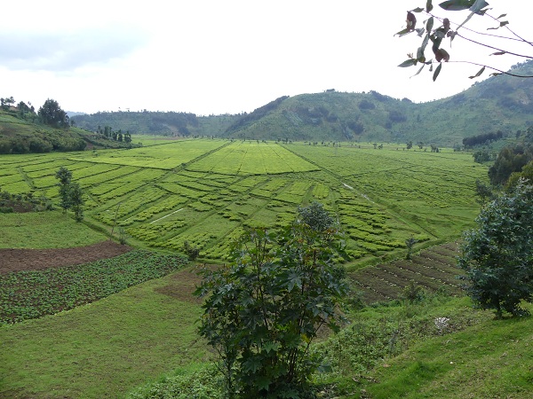 The intensely farmed Rwandese countryside is a green patchwork of a large variety of crops