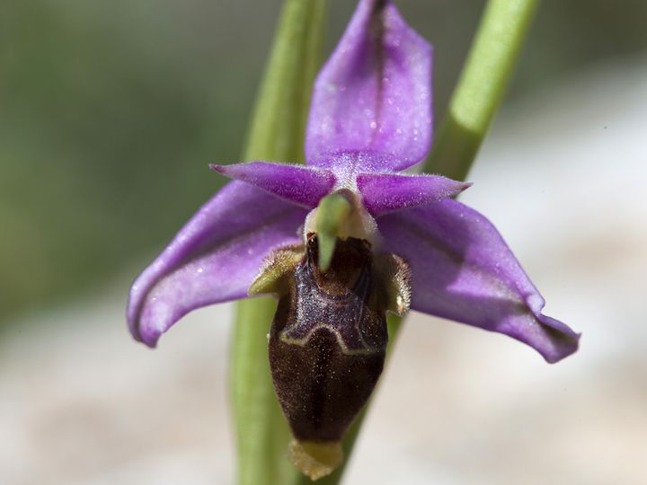 Orchid (c)Tobias Schorr