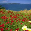 Entdecken Sie Natur&Kultur&Geologie von Santorin!