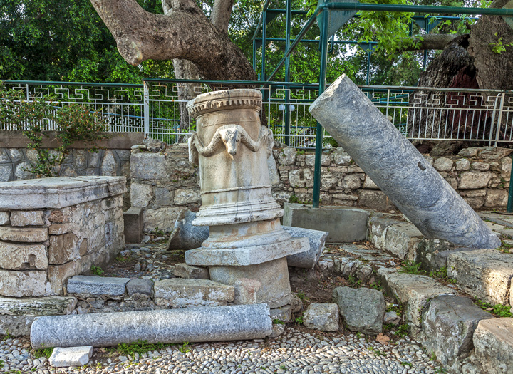 The platane tree where the famous ancient doctor Hippocrates was teaching