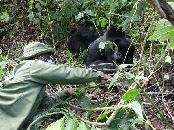 Each gorilla family is visited daily by the same Virunga ranger and hence know and trust him well enough to come near them and remove any branches that obstruct a clear view of them