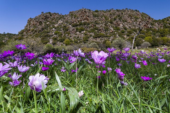 The lava dome Rethi and anemones.