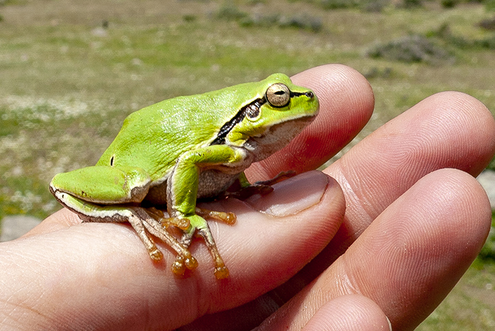 A green tree frog from the Loutesa plain.
