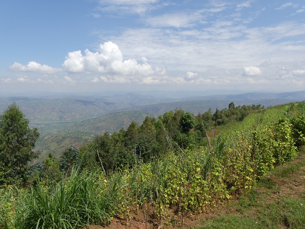 The landscape of western Rwanda: vegetable plots (beans) with a 1000 hills as background