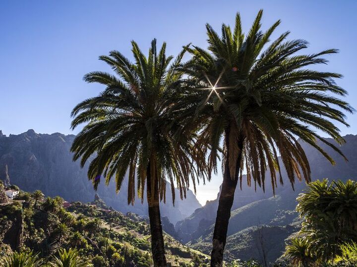 <TOKEN>The Palms of Masca/Tenerife</TOKEN>