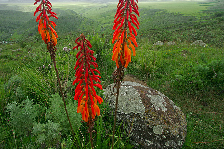 Landscape at Olmoti crater