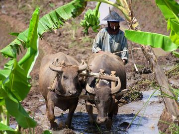 A man plowing his field